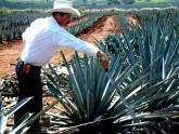 tequila7.jpg
